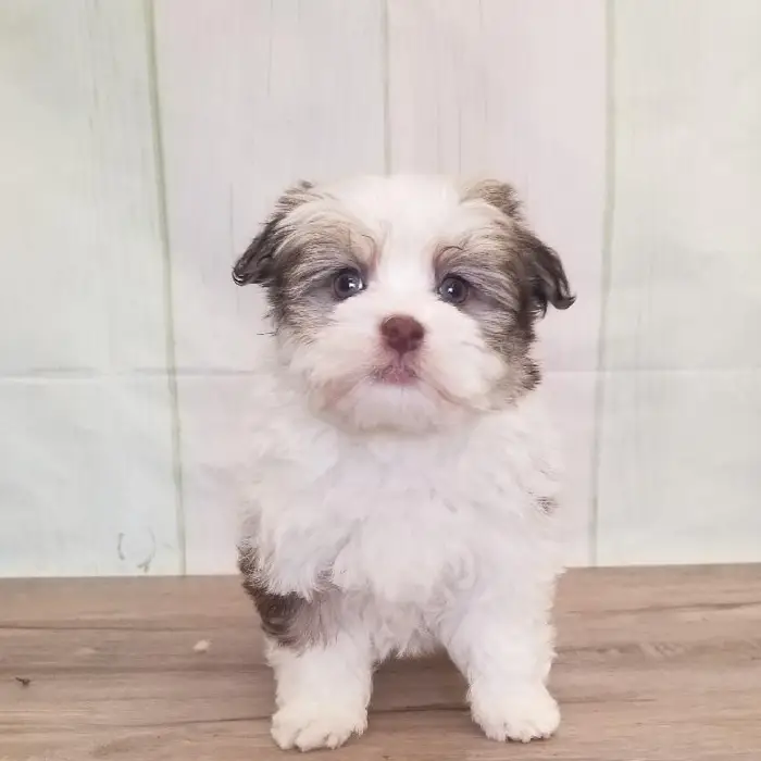Female Havanese Puppy for Sale in Schererville, IN