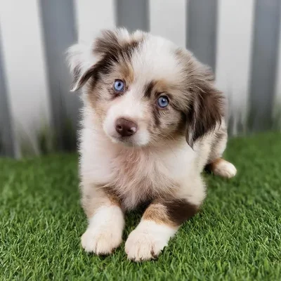 Male Mini Aussie Puppy for Sale in Indianapolis, IN