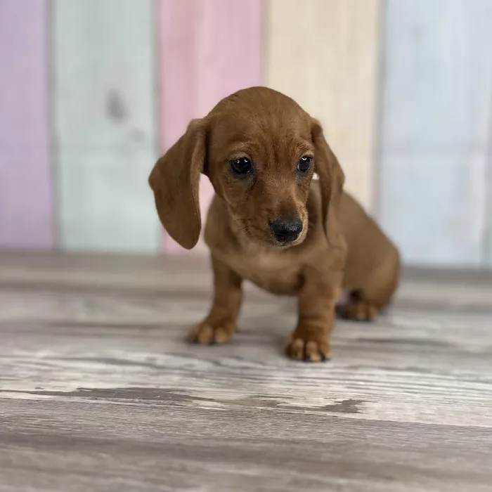 Female Miniature Dachshund Puppy for Sale in Indianapolis, IN