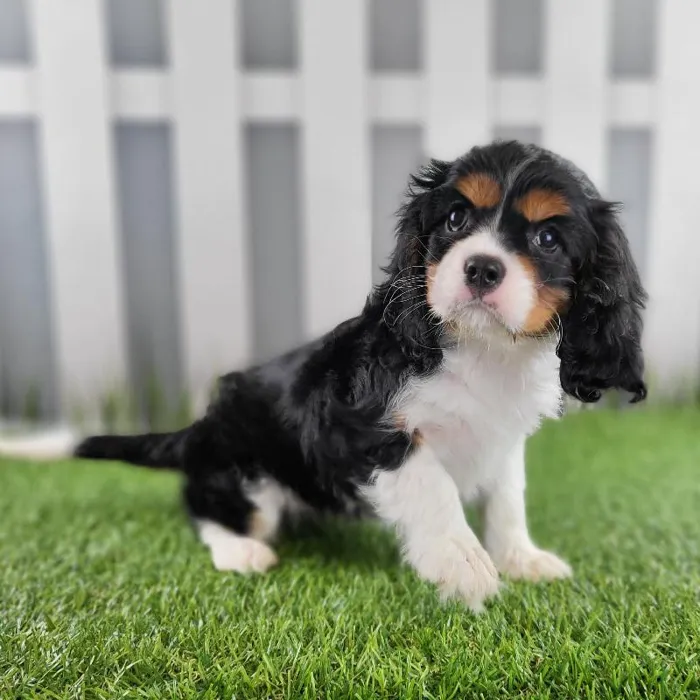 Female Cavalier King Charles Spaniel Puppy for Sale in Schererville, IN