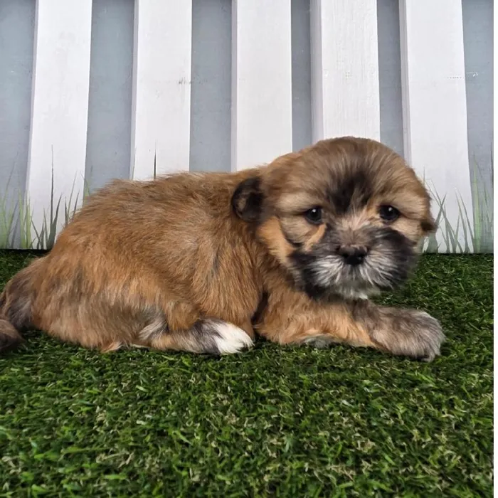 Male Lhasa Apso Puppy for Sale in Schererville, IN
