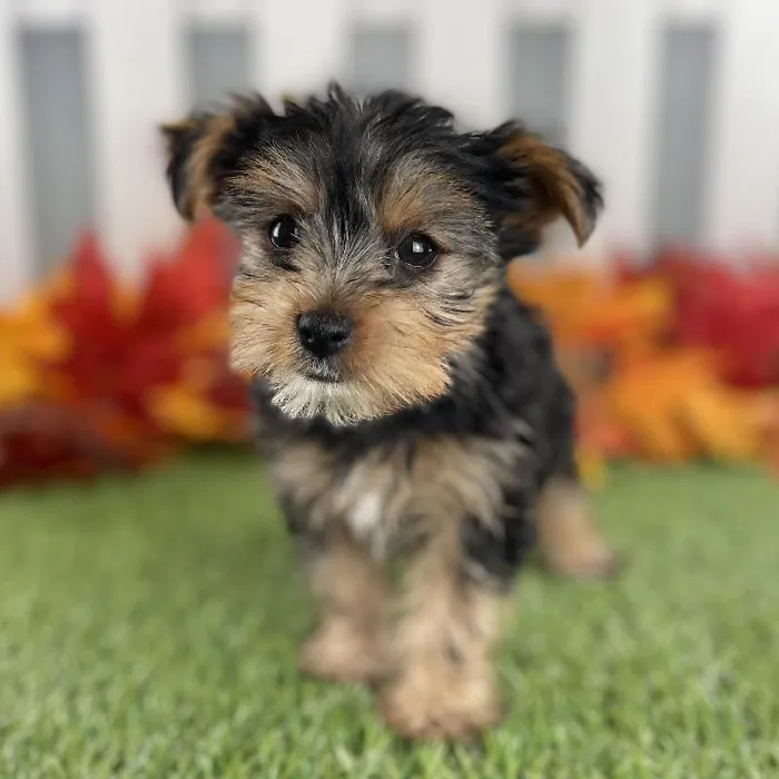 Female Yorkshire Terrier Puppy for Sale in Schererville, IN
