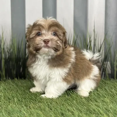 Male Havanese Puppy for Sale in Indianapolis, IN