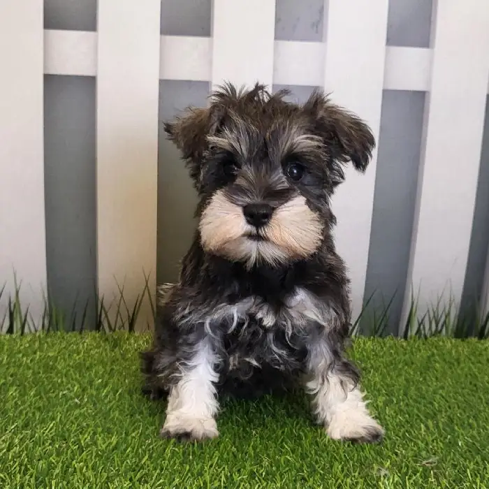 Female Miniature Schnauzer Puppy for Sale in Schererville, IN