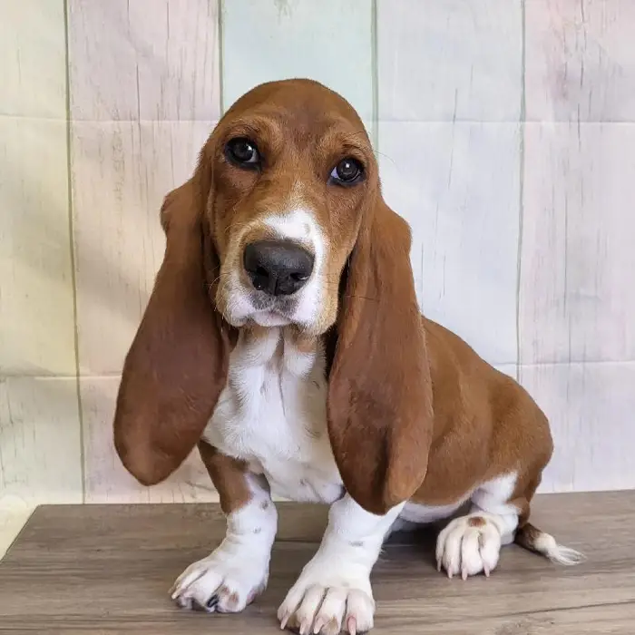 Female Basset Hound Puppy for Sale in Schererville, IN