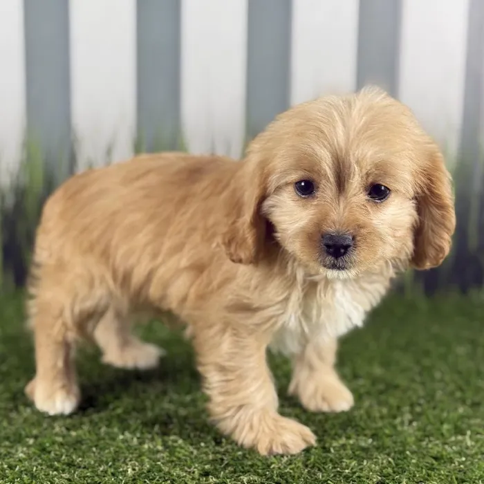 Female Cavapoo Puppy for Sale in Indianapolis, IN