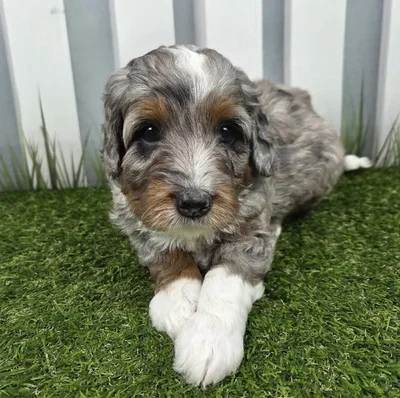 Male Miniature Bernedoodle Puppy for Sale in Schererville, IN