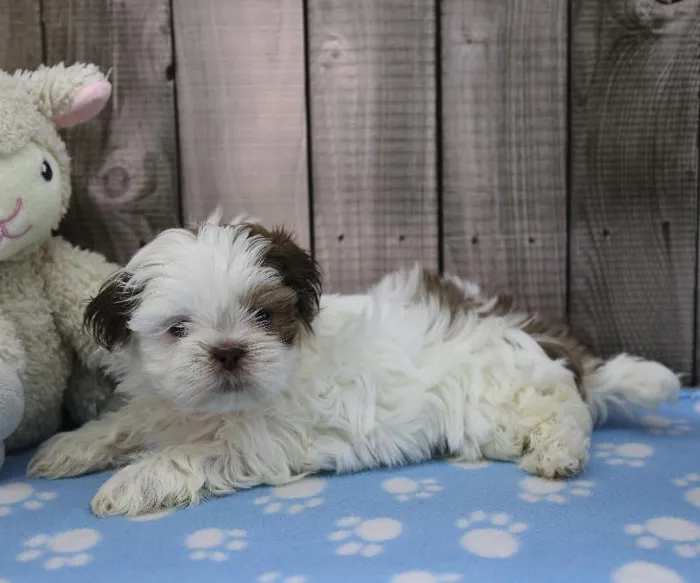 Female Shih Tzu Puppy for Sale in Schererville, IN