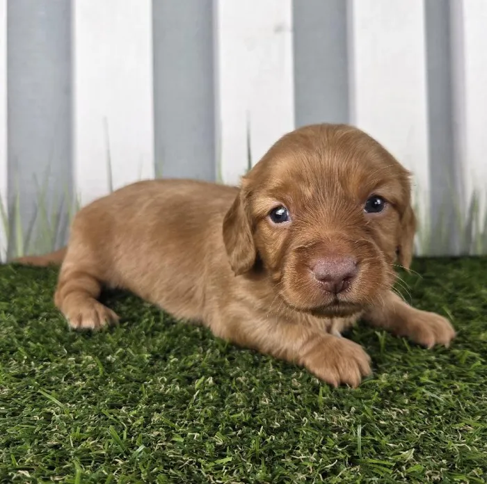 Male Miniature Dachshund Puppy for Sale in Schererville, IN