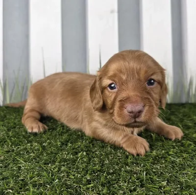 Male Miniature Dachshund Puppy for Sale in Schererville, IN