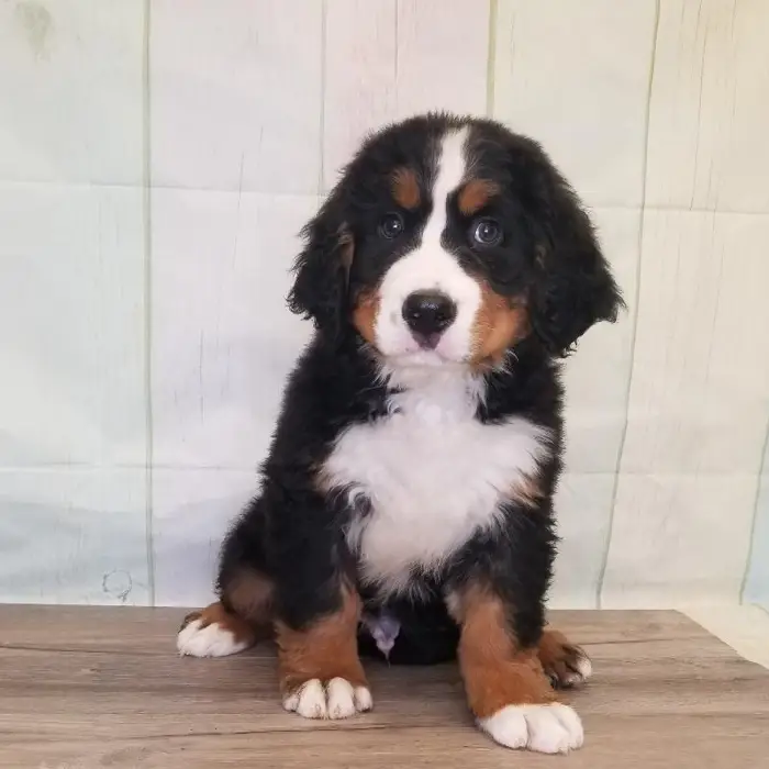 Male Bernese Mountain Dog Puppy for Sale in Schererville, IN