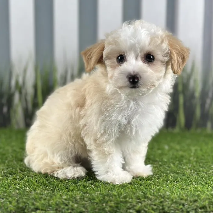 Female Coton-Poo Puppy for Sale in Indianapolis, IN