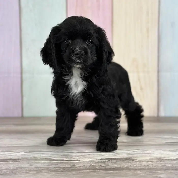 Female Cocker Spaniel Puppy for Sale in Indianapolis, IN