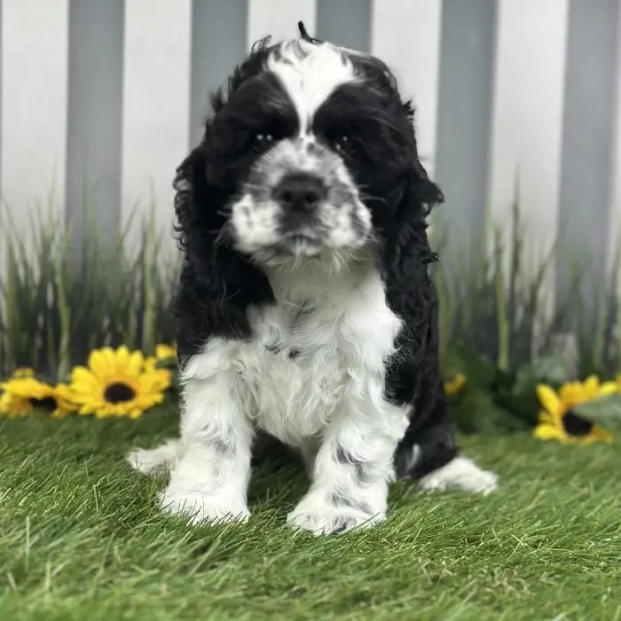 Male Cocker Spaniel Puppy for Sale in Indianapolis, IN