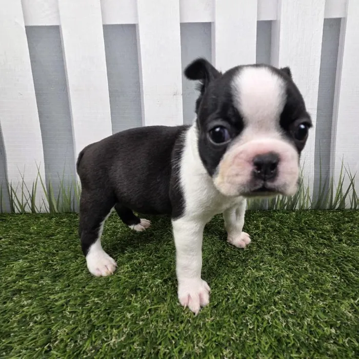 Female Boston Terrier Puppy for Sale in Schererville, IN