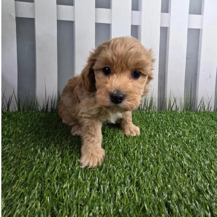 Male Coton-Poo Puppy for Sale in Schererville, IN