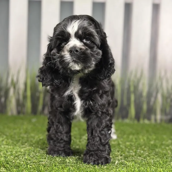 Male Cocker Spaniel Puppy for Sale in Indianapolis, IN