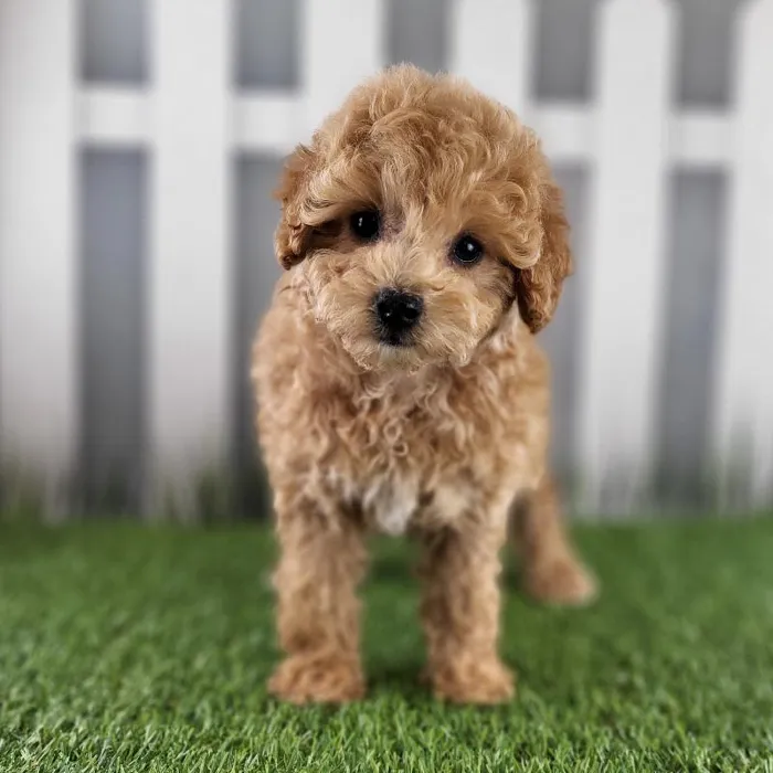 Female Coton-Poo Puppy for Sale in Schererville, IN