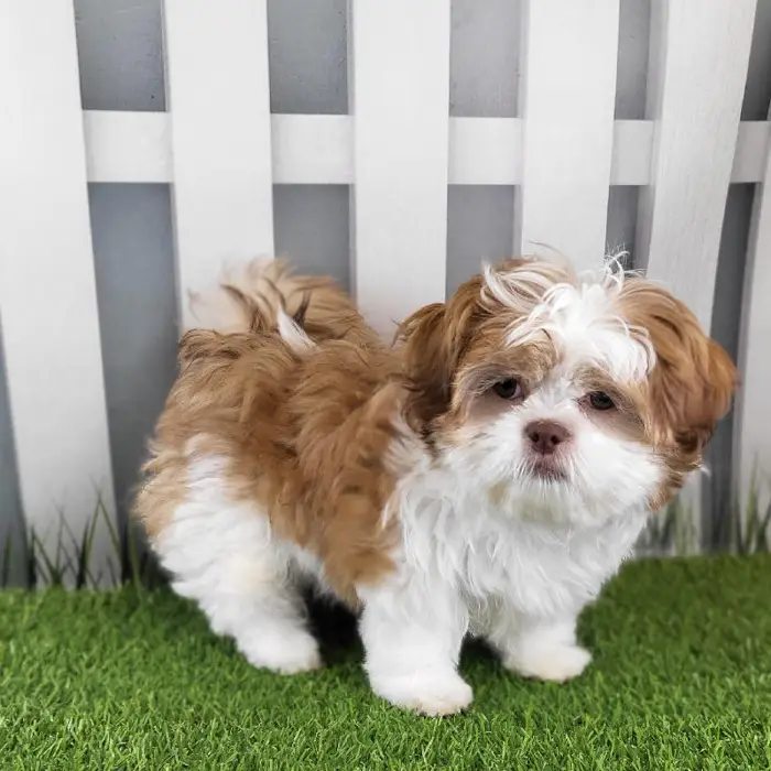 Male Shih Tzu Puppy for Sale in Schererville, IN