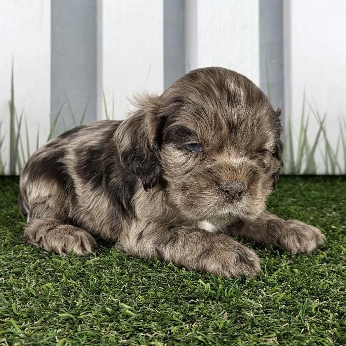 Male Cocker Spaniel Puppy for Sale in Schererville, IN