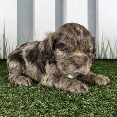 Male Cocker Spaniel Puppy for Sale in Schererville, IN
