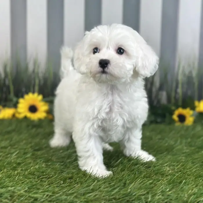Female Coton De Tulear Puppy for Sale in Indianapolis, IN