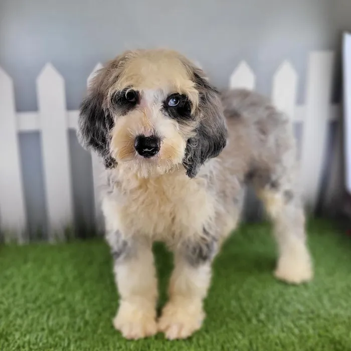 Male Sheepadoodle Puppy for Sale in Schererville, IN