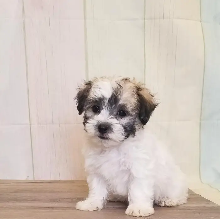 Male Havanese Puppy for Sale in Schererville, IN