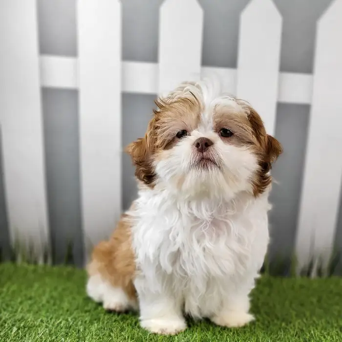 Male Shih Tzu Puppy for Sale in Schererville, IN
