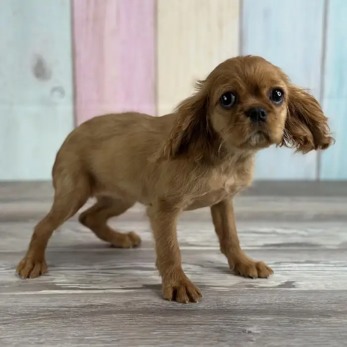 Female Cavalier King Charles Spaniel Puppy for Sale in Schererville, IN