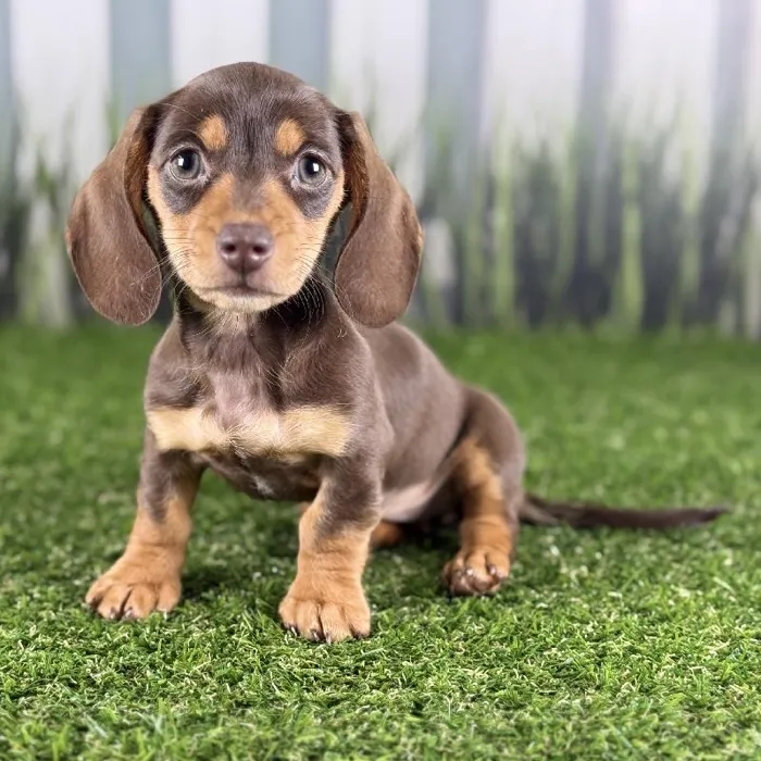 Female Miniature Dachshund Puppy for Sale in Schererville, IN