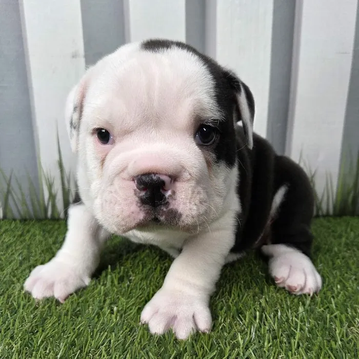 Male Victorian Bulldog Puppy for Sale in Schererville, IN