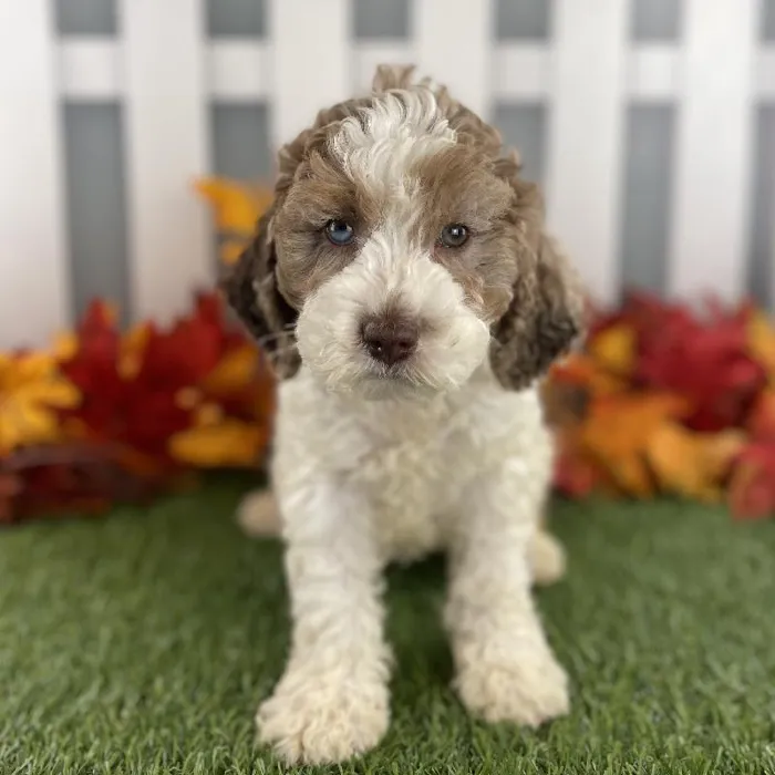 Male Cockapoo Puppy for Sale in Schererville, IN