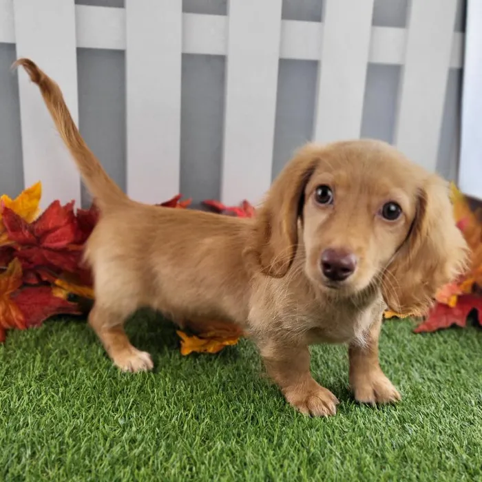 Male Miniature Dachshund Puppy for Sale in Schererville, IN