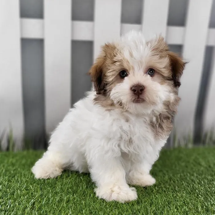 Female Havanese Puppy for Sale in Schererville, IN
