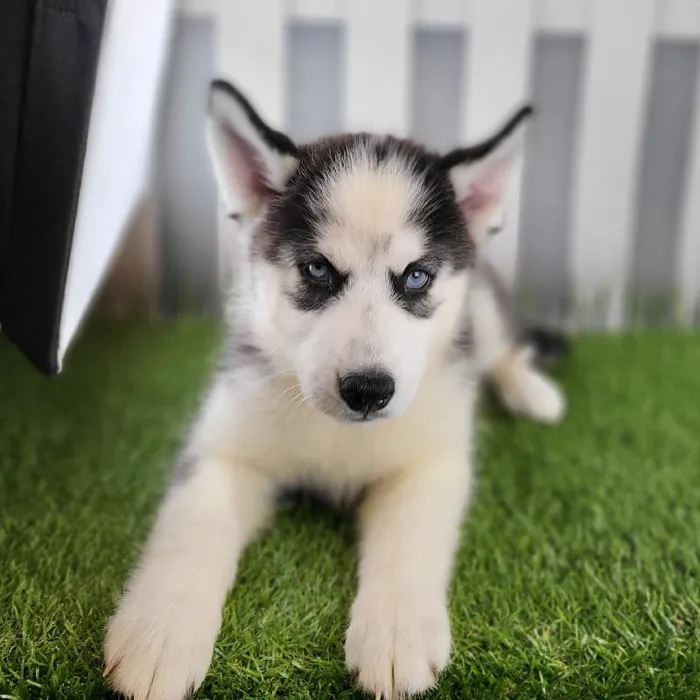 Female Siberian Husky Puppy for Sale in Schererville, IN