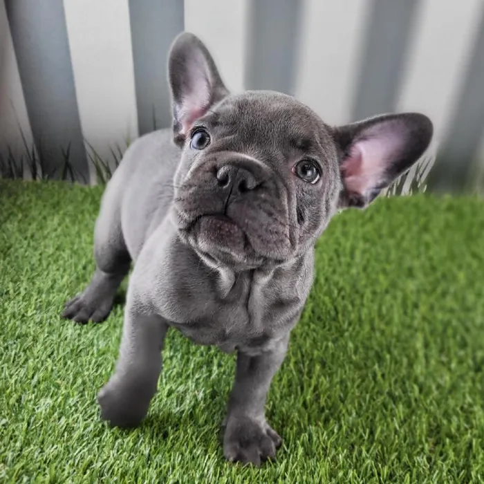 Female French Bulldog Puppy for Sale in Schererville, IN