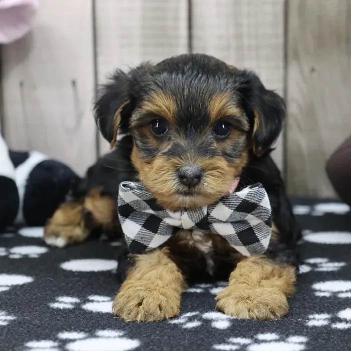 Male Yorkie-Poo Puppy for Sale in Schererville, IN