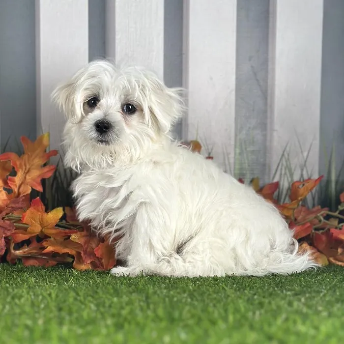Male Maltese Puppy for Sale in Indianapolis, IN
