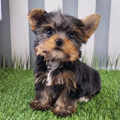 Female Yorkshire Terrier Puppy for Sale in Schererville, IN