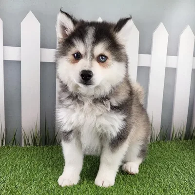 Male Pomsky Puppy for Sale in Schererville, IN
