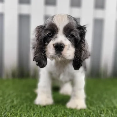 Female Cocker Spaniel Puppy for Sale in Schererville, IN