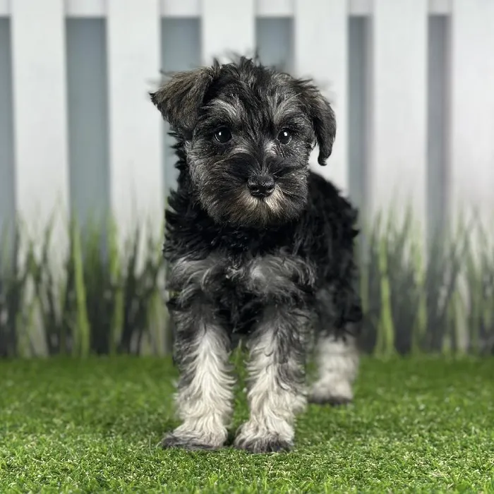 Female Miniature Schnauzer Puppy for Sale in Schererville, IN