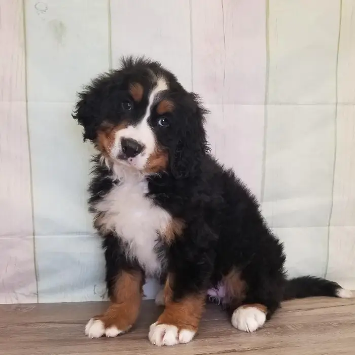 Female Bernese Mountain Dog Puppy for Sale in Schererville, IN