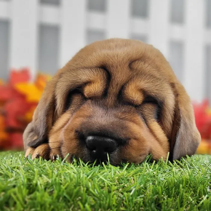 Female Walrus Puppy for Sale in Schererville, IN