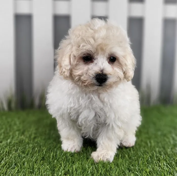 Male Maltipoo Puppy for Sale in Schererville, IN