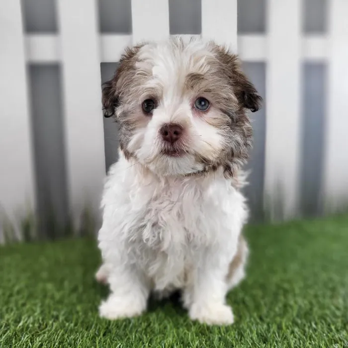 Female Havanese Puppy for Sale in Schererville, IN