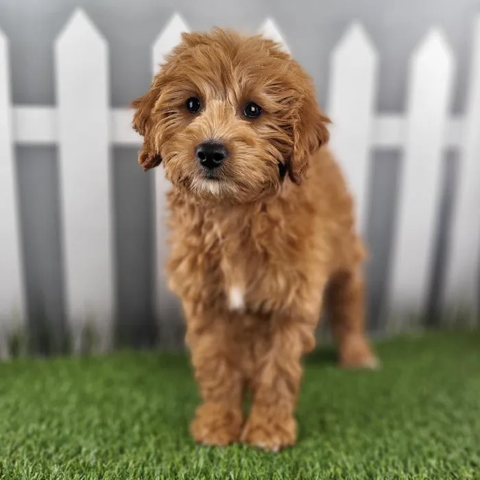 Female Medium Goldendoodle Puppy for Sale in Indianapolis, IN