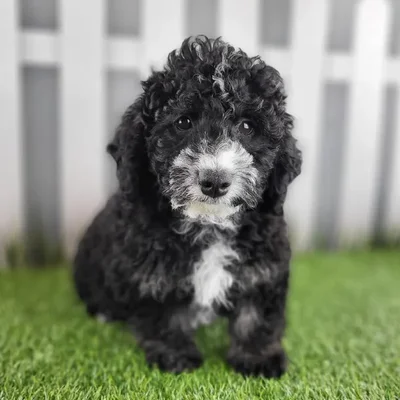 Male Miniature Goldendoodle Puppy for Sale in Schererville, IN