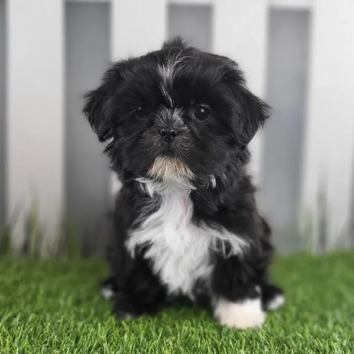 Female Shih Tzu Puppy for Sale in Schererville, IN